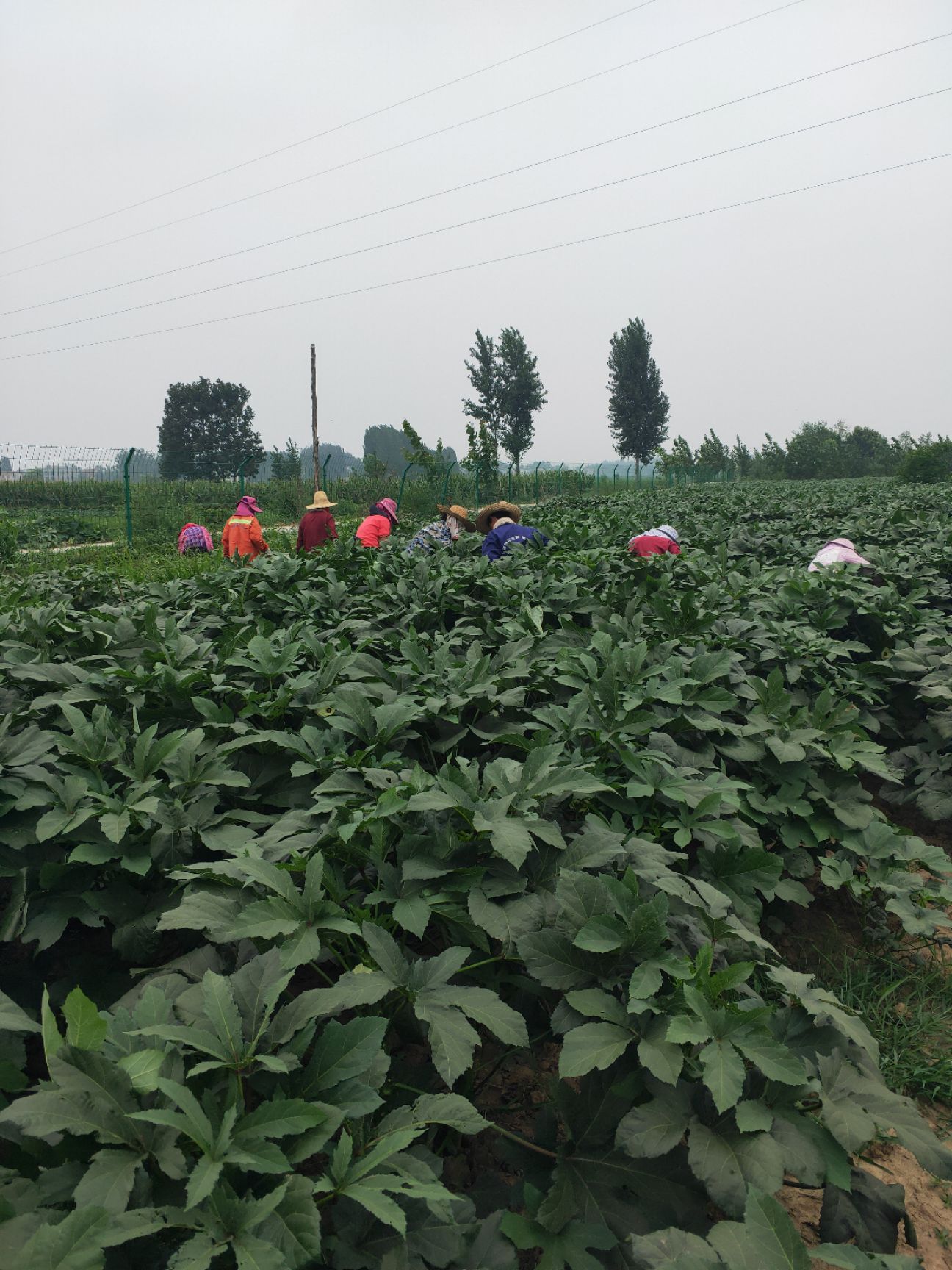  新鲜水果秋葵大量上市