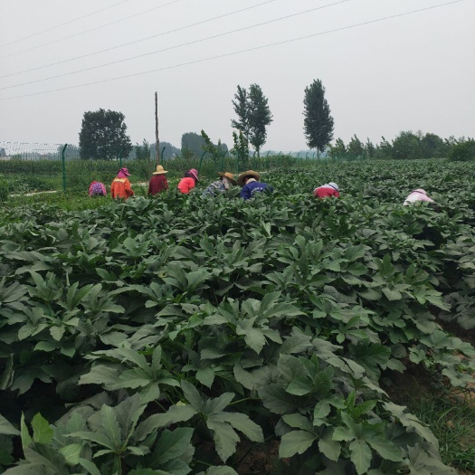 襄樊 新鲜水果秋葵大量上市
