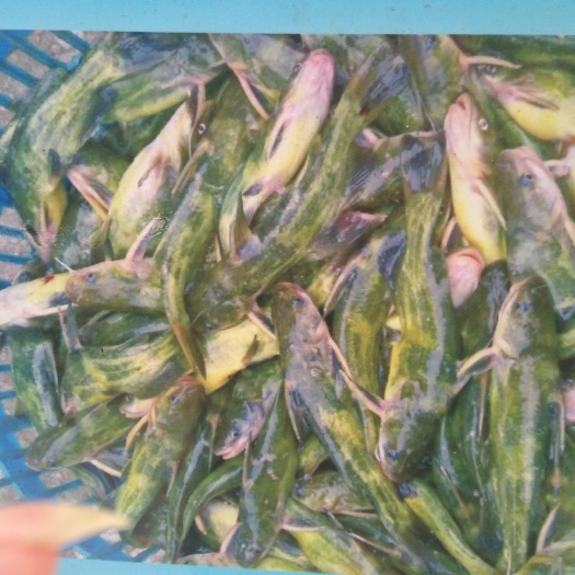 广州 黄骨鱼苗批发 黄辣丁  黄颡鱼苗