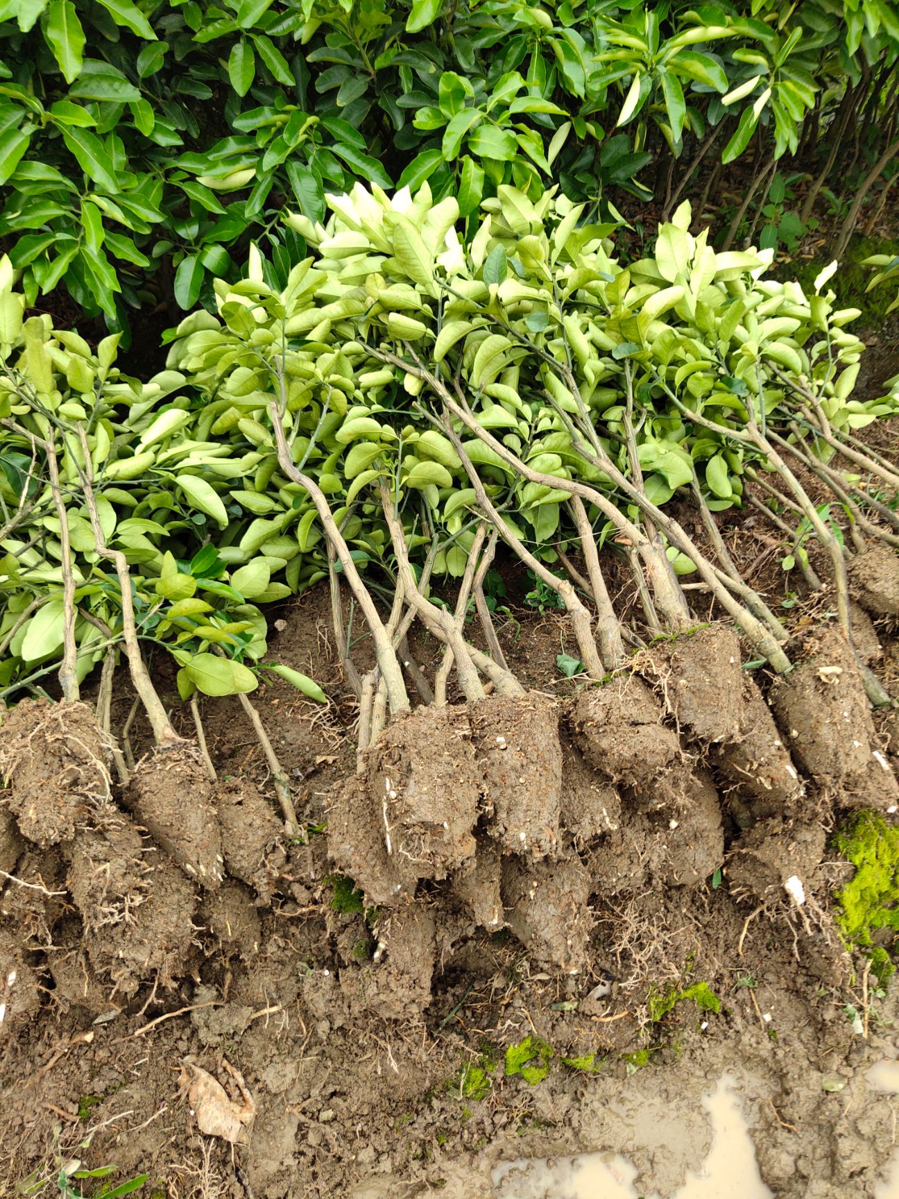 三红蜜柚苗 嫁接苗