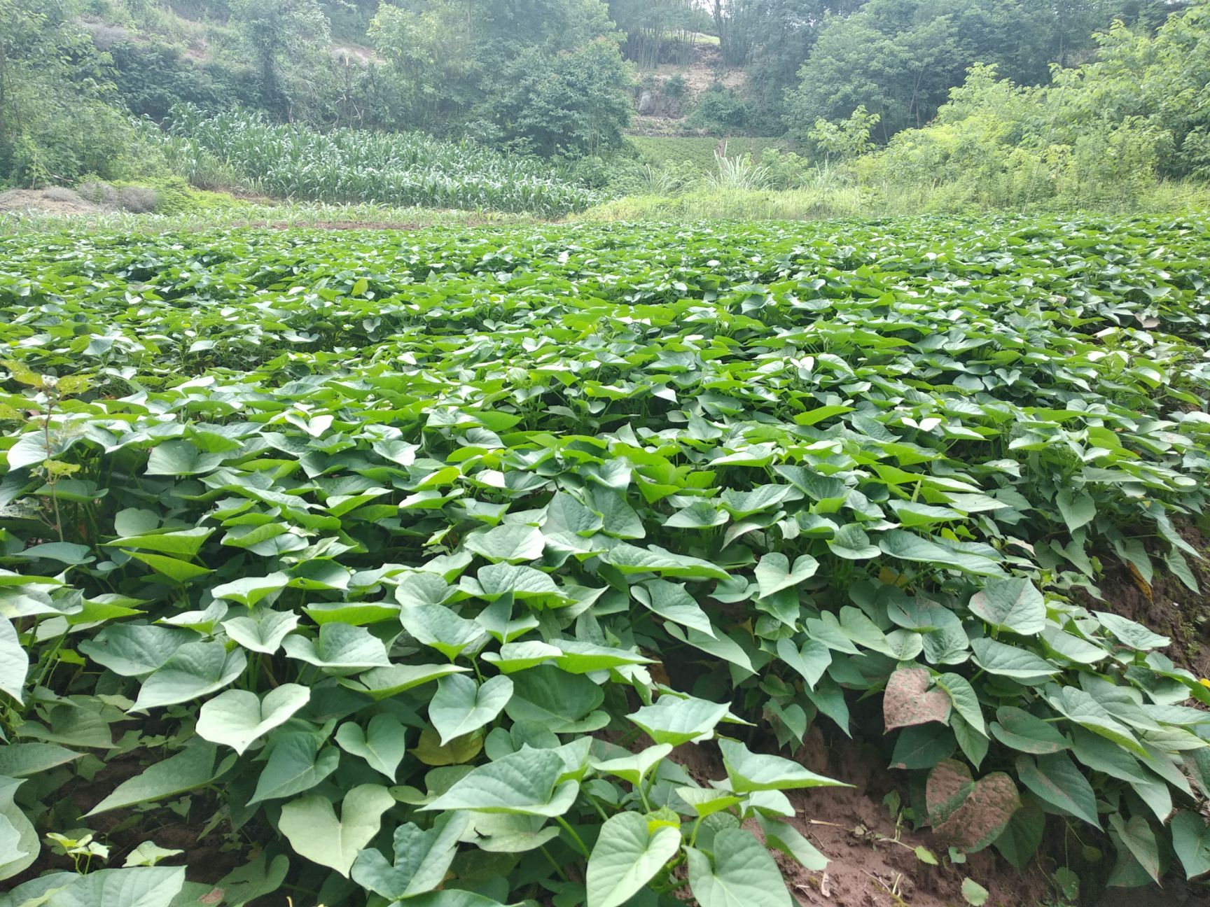  本苕尖基地一年四季（冬季產(chǎn)量稍減）供應(yīng)優(yōu)質(zhì)有機(jī)種植苕尖