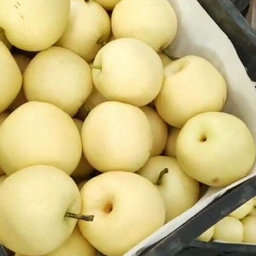 砀山县 皇冠梨，精品皇冠梨