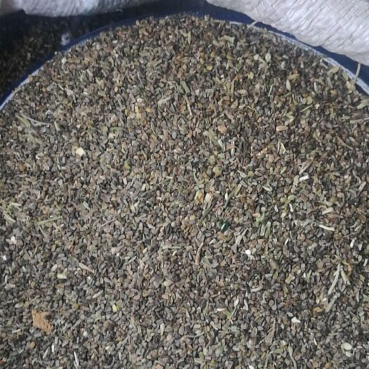 鲁山县 益母草种子（茺蔚子）