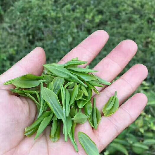 太湖县 高山有机绿茶，纯绿色食品可以实地考察