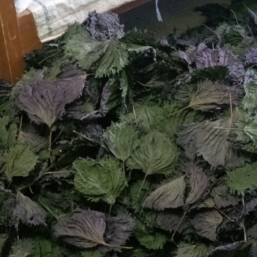 英德市紫苏叶 质量好，价格优惠