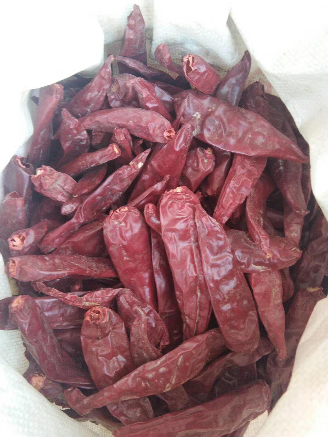 金塔干辣椒 辣椒