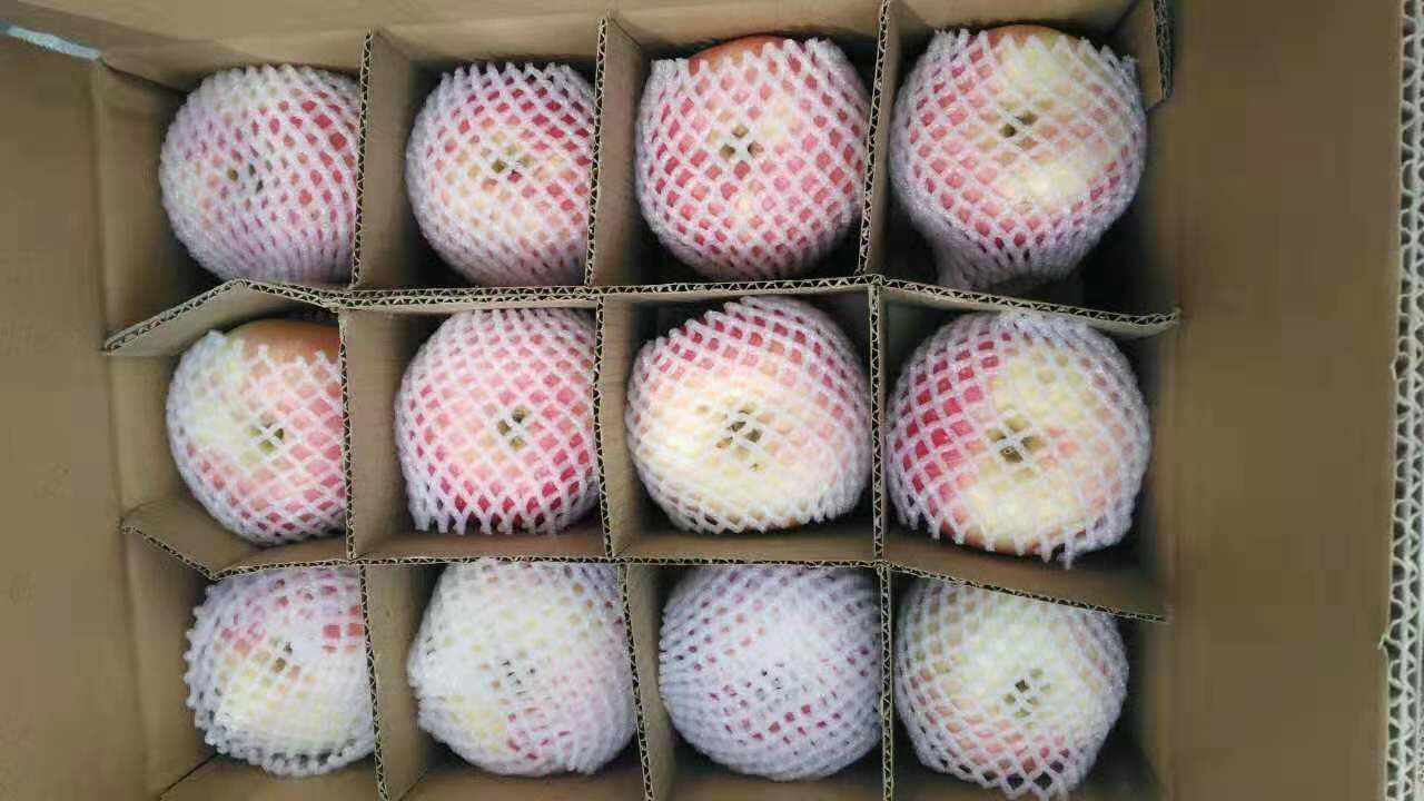  陕西合阳甘井，嘎啦苹果，皮薄果脆，香甜可口