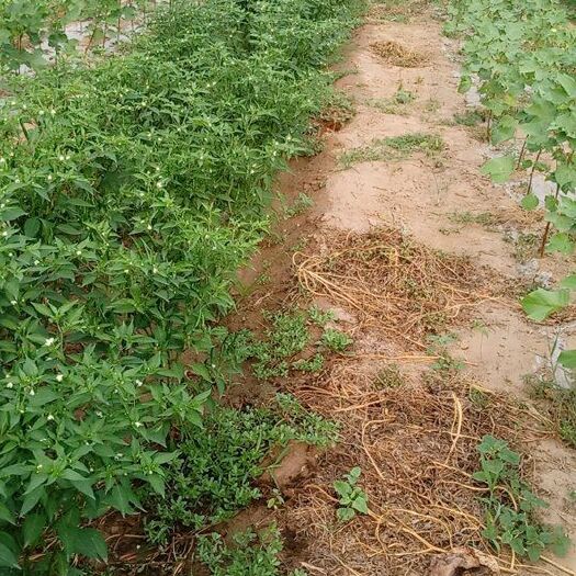梁山县新紅利朝天椒 优质地道黄河滩蔬菜水果种基地，