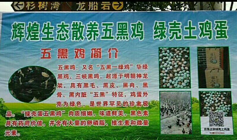 丹江口市绿壳鸡蛋 金蛋银蛋不如我的绿壳蛋