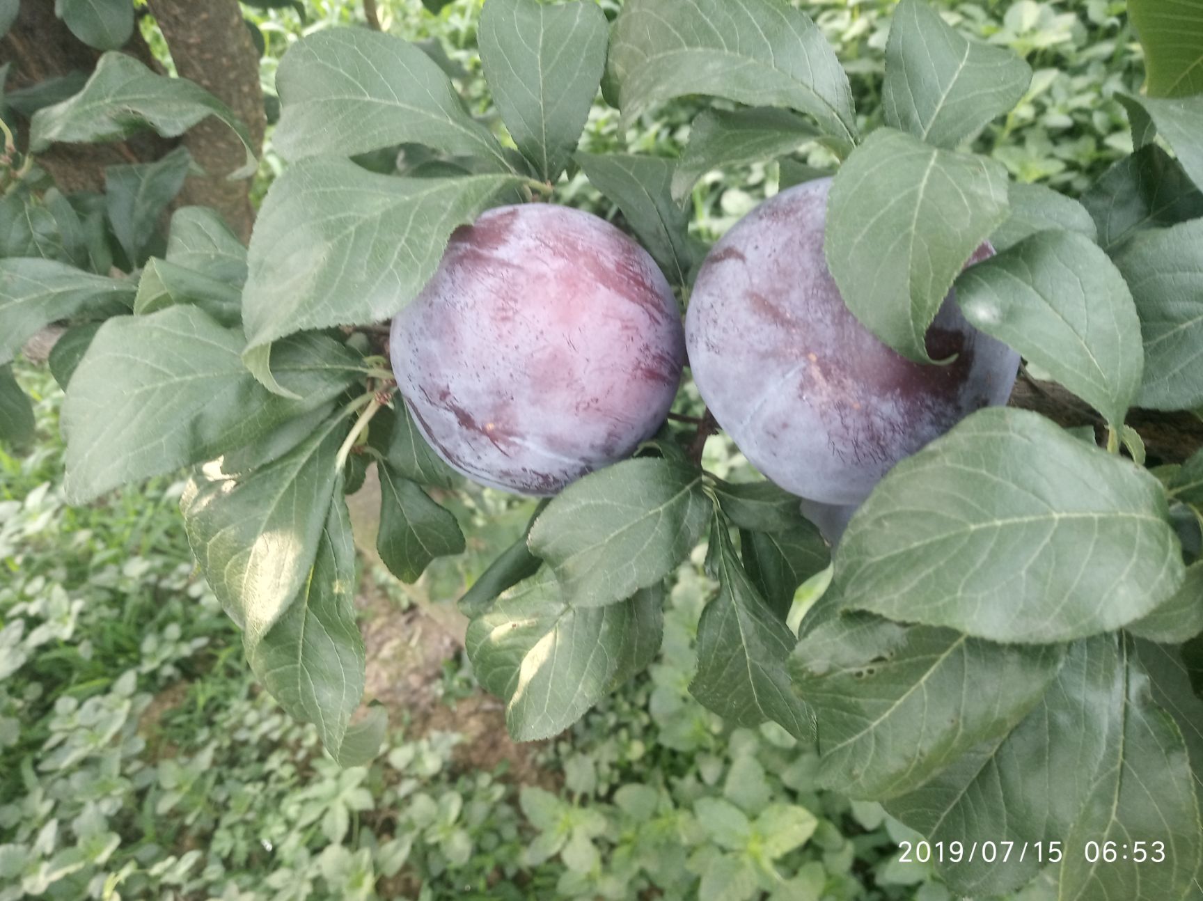 布朗李 現(xiàn)貨采摘，雨天要待天晴采