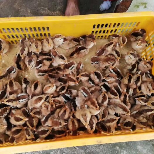 麻鸡苗 清远麻鸡 青脚麻鸡 灵山麻鸡均有