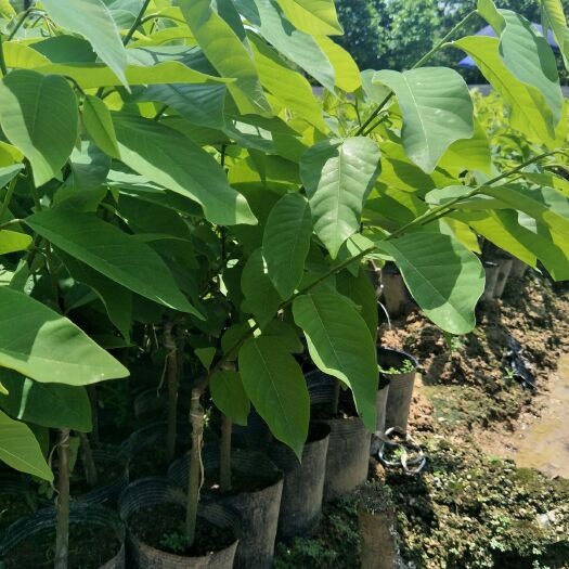 普宁市释迦果苗 1一2年桂果，快的当年挂果