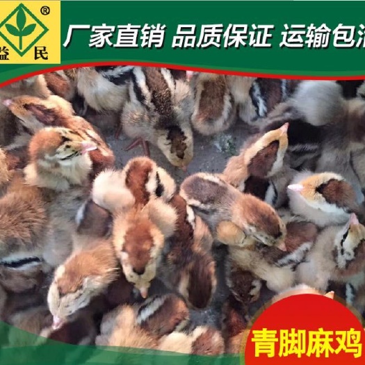 衡阳鸡苗青脚麻鸡苗