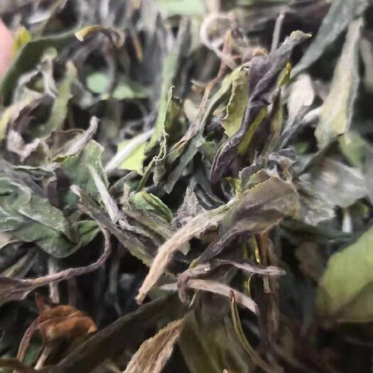 郑州 2019福鼎白茶高山日晒散寿眉，250克一份