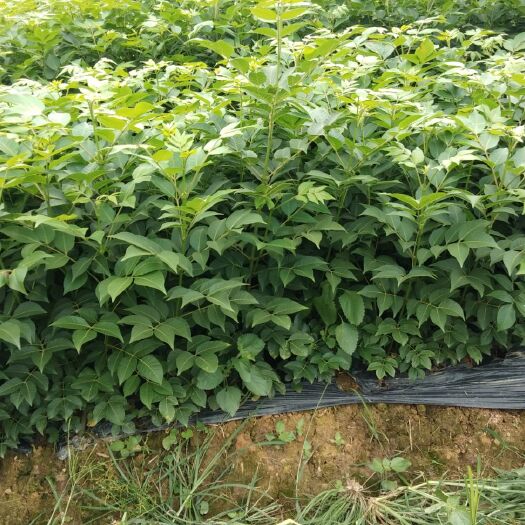罗城县 吴茱萸优质中花苗批发