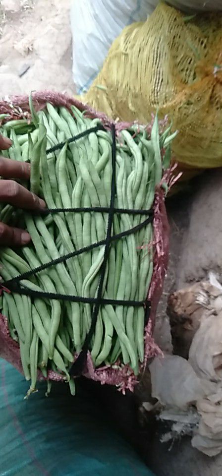 武山县架豆王豆角 精品豆王，价格便宜，