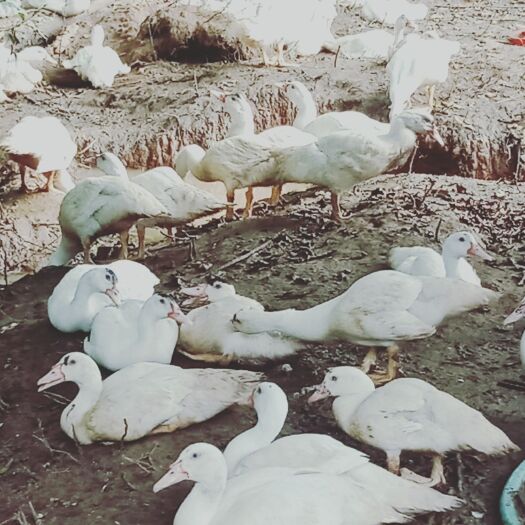 阳新县番鸭 养散养，肉质鲜嫩，营养丰富