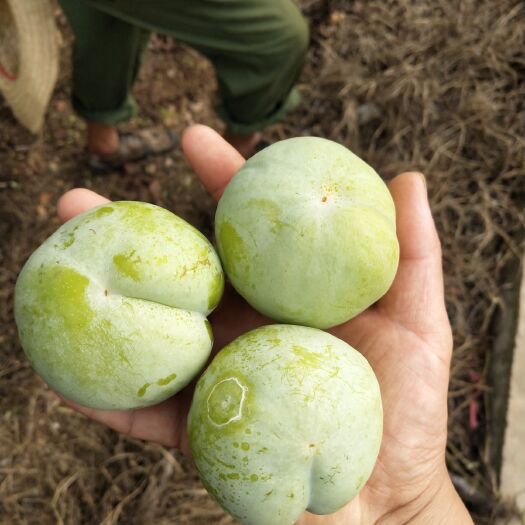 宜城市李子  个头大，颜色好，果面干净，味道酸甜可口，可入库存放