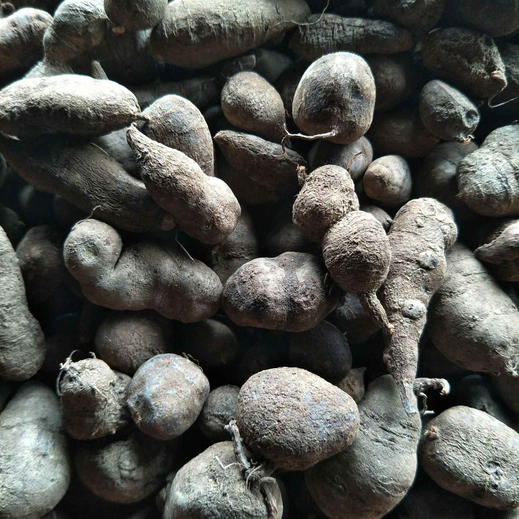 三叶青干货 金线吊葫芦 当年新货 1斤起发货 量大优惠