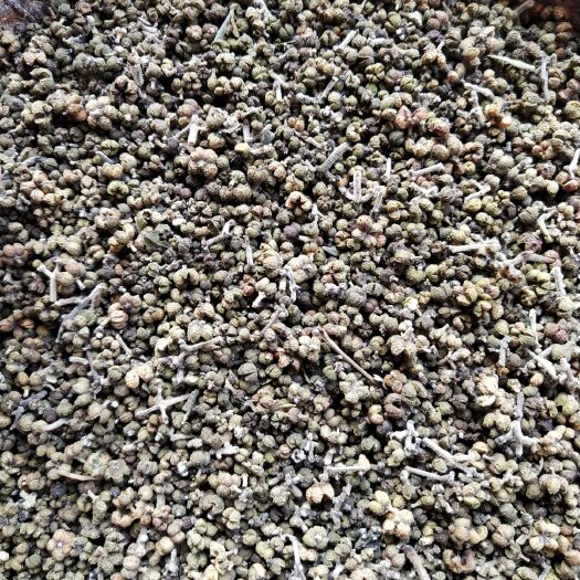 阳新县吴茱萸 品质看得见   可视频