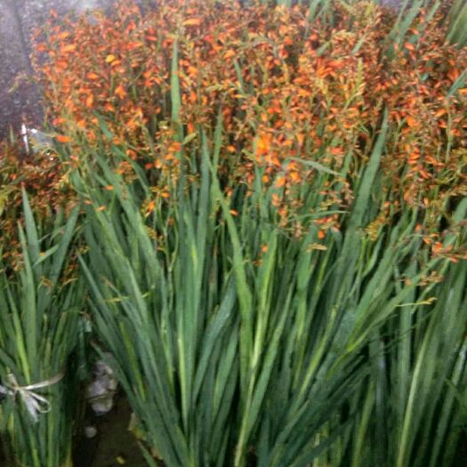 昆明草花