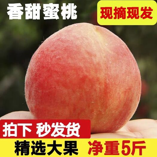 蒙阴县 沂蒙山水蜜桃现货脆甜现摘现发新鲜桃子水果五斤包邮