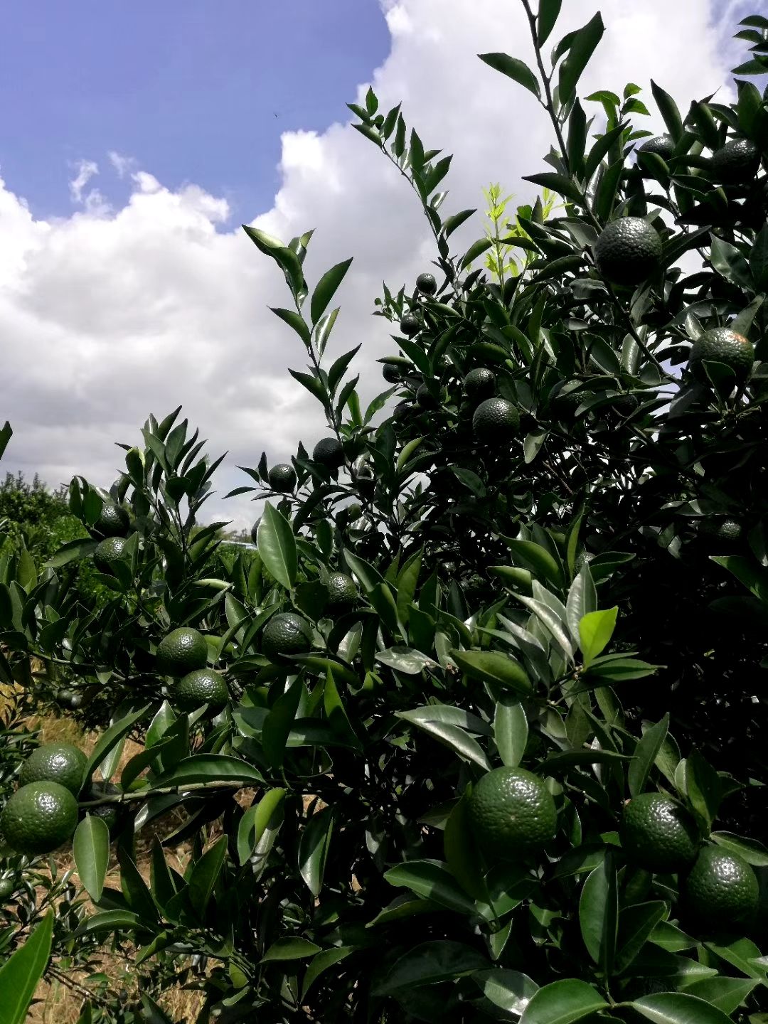 小青柑 2.5 - 3cm 1 - 1.5两