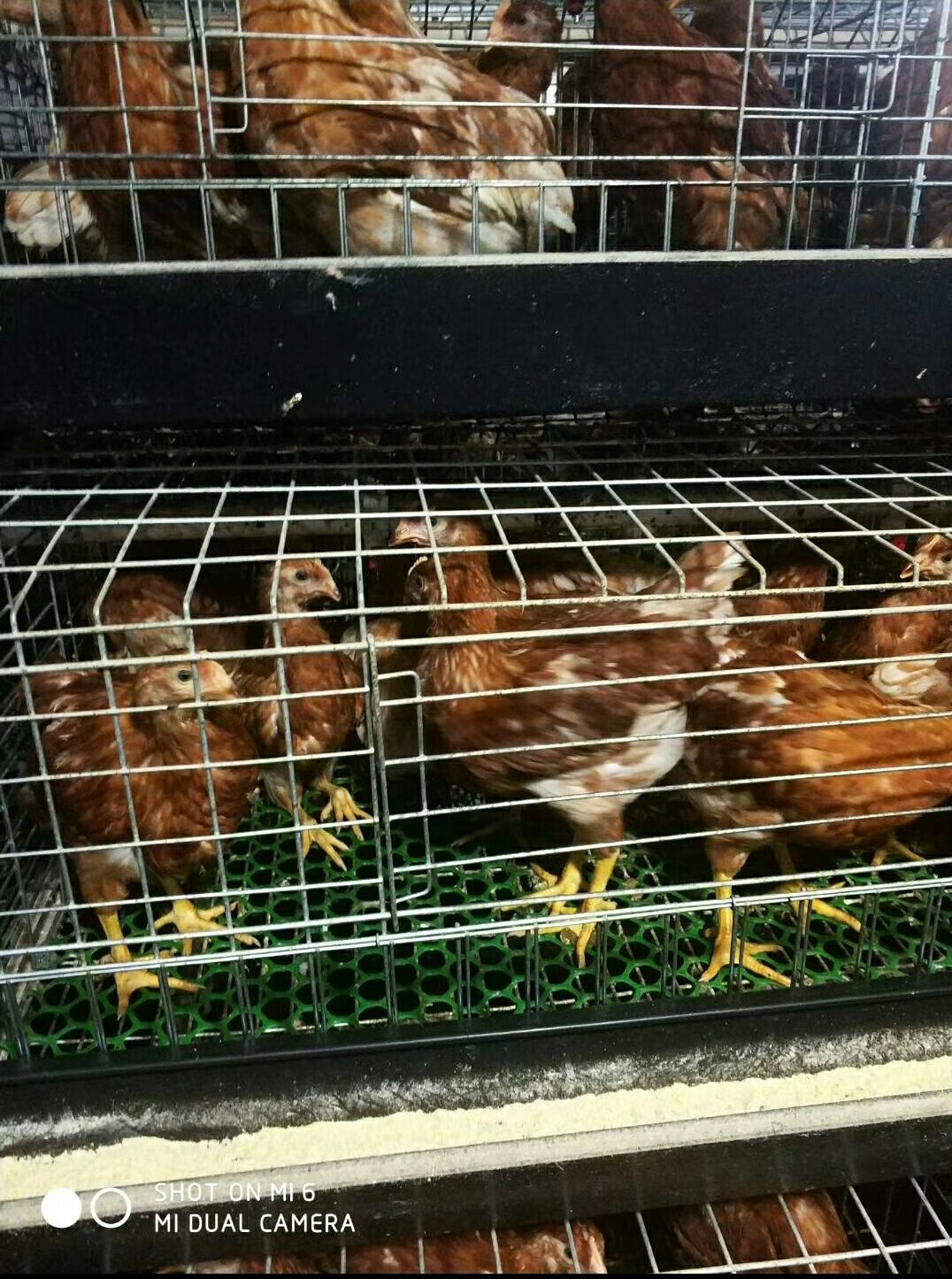 海兰褐壳蛋鸡