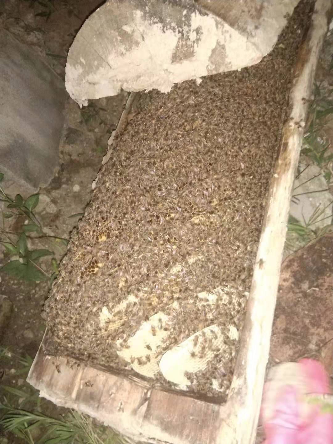  秦岭大山土蜂蜜！自己改良！