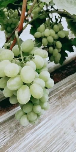 维多利亚葡萄纪芭多A17大量上市并有专业团队为你服务