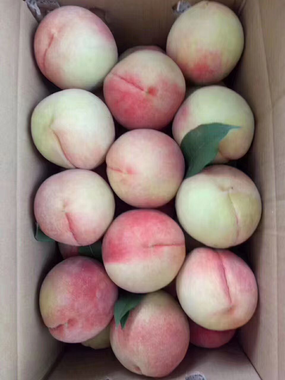 水蜜桃 果园现摘发货，吃的好才是真的好