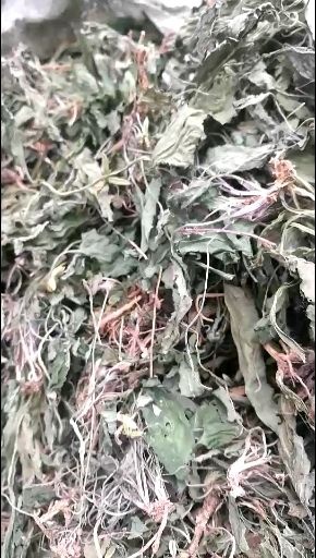 鲁山县苦地丁 