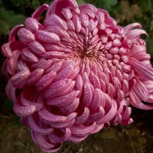 镇平县秋菊苗 供应国庆菊，多头菊，狮子头，千头菊，巨型球菊