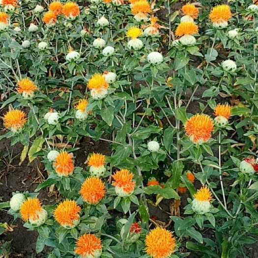 永胜县红花籽油