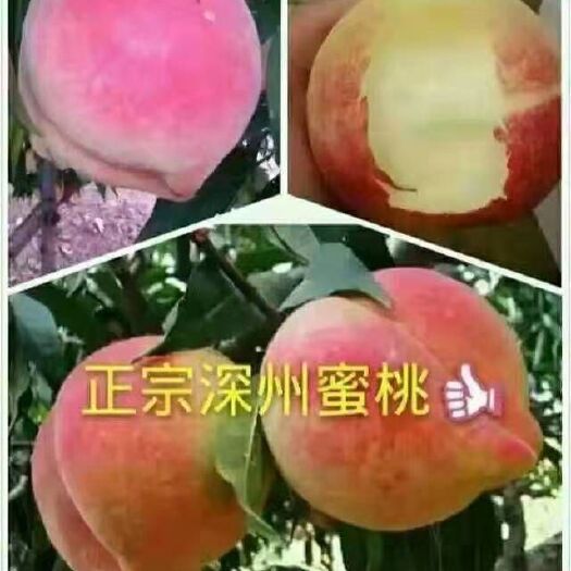 深州市 深州大蜜桃