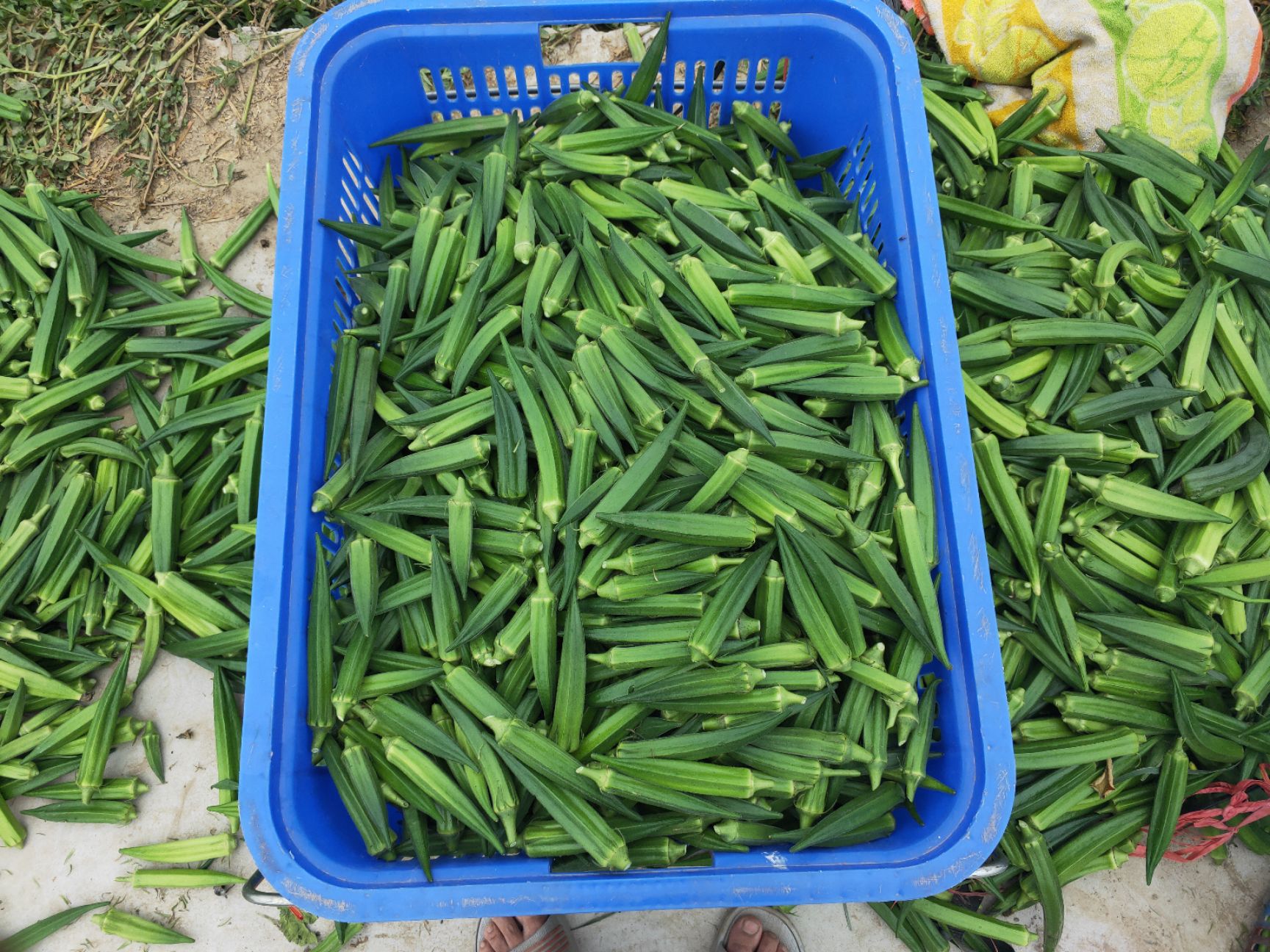  新鲜水果秋葵大量上市