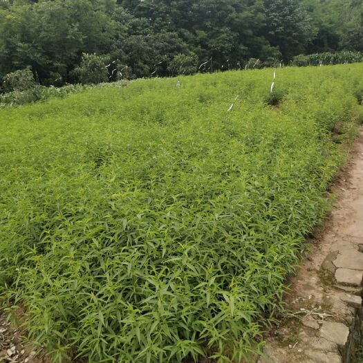 简阳市毛桃苗
