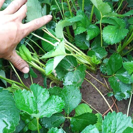 明光市红颜草莓苗 10~20公分 地栽苗