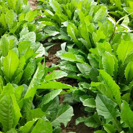 涉县 120亩蒲公英种植基地，大量出售鲜叶，干货，蒲公英茶