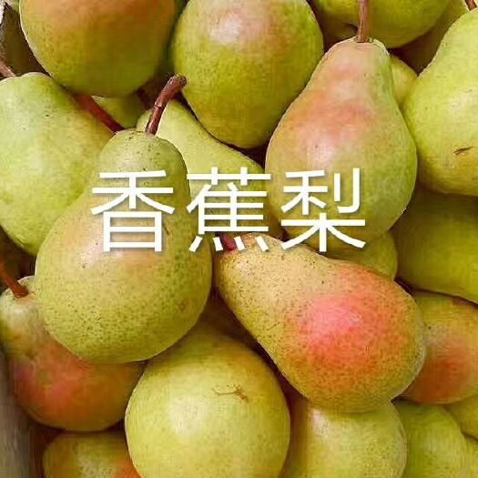 三门峡 香蕉梨，大头梨，老婆梨，巴梨