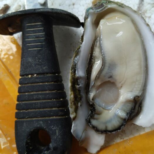 佛山 湛江牡蛎，湛江生蚝，珠海生蚝，深海牡蛎