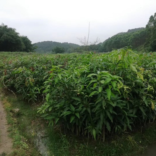 灵山县 金煌芒，桂七芒果苗