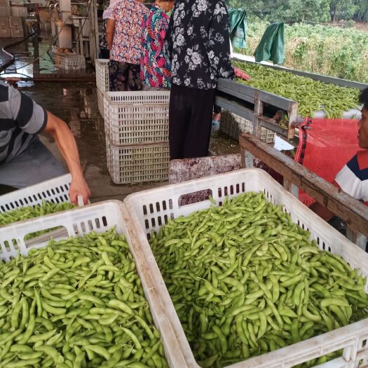 郯城县 毛豆大量上市
