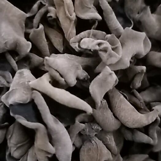  无根碗耳，单片，产地直销