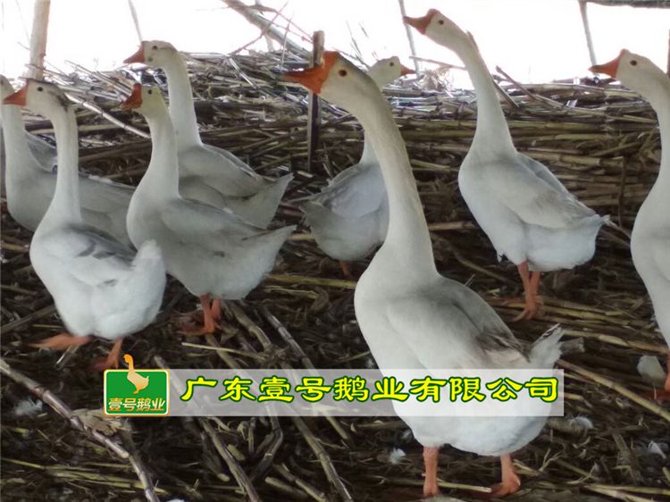  大三花鹅苗 大种鹅苗 优质鹅苗 厂家直销