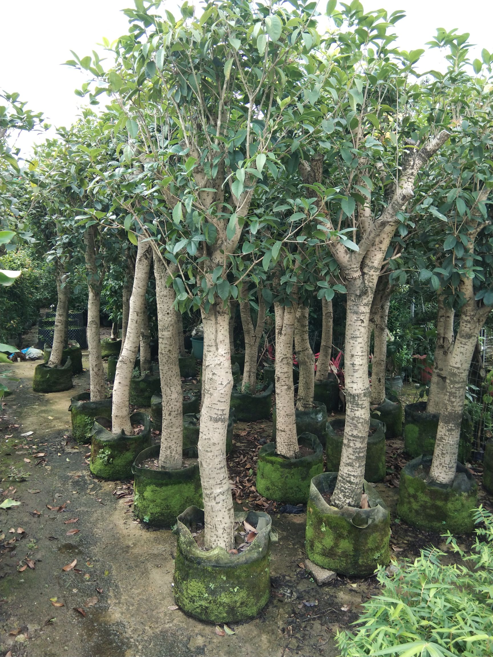 普通桂花树 出售5-18公分光棍、骨架桂花
