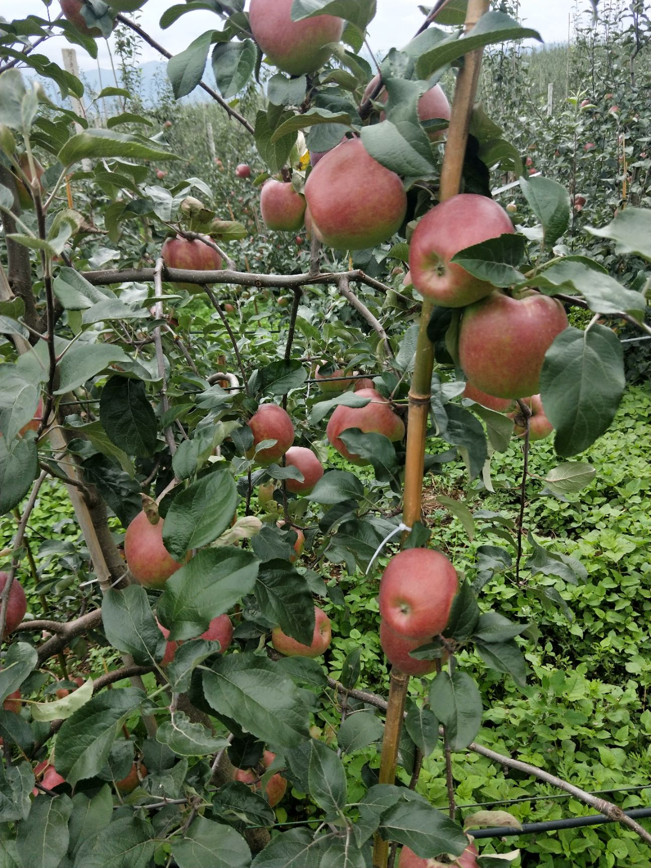 華碩蘋果 華碩