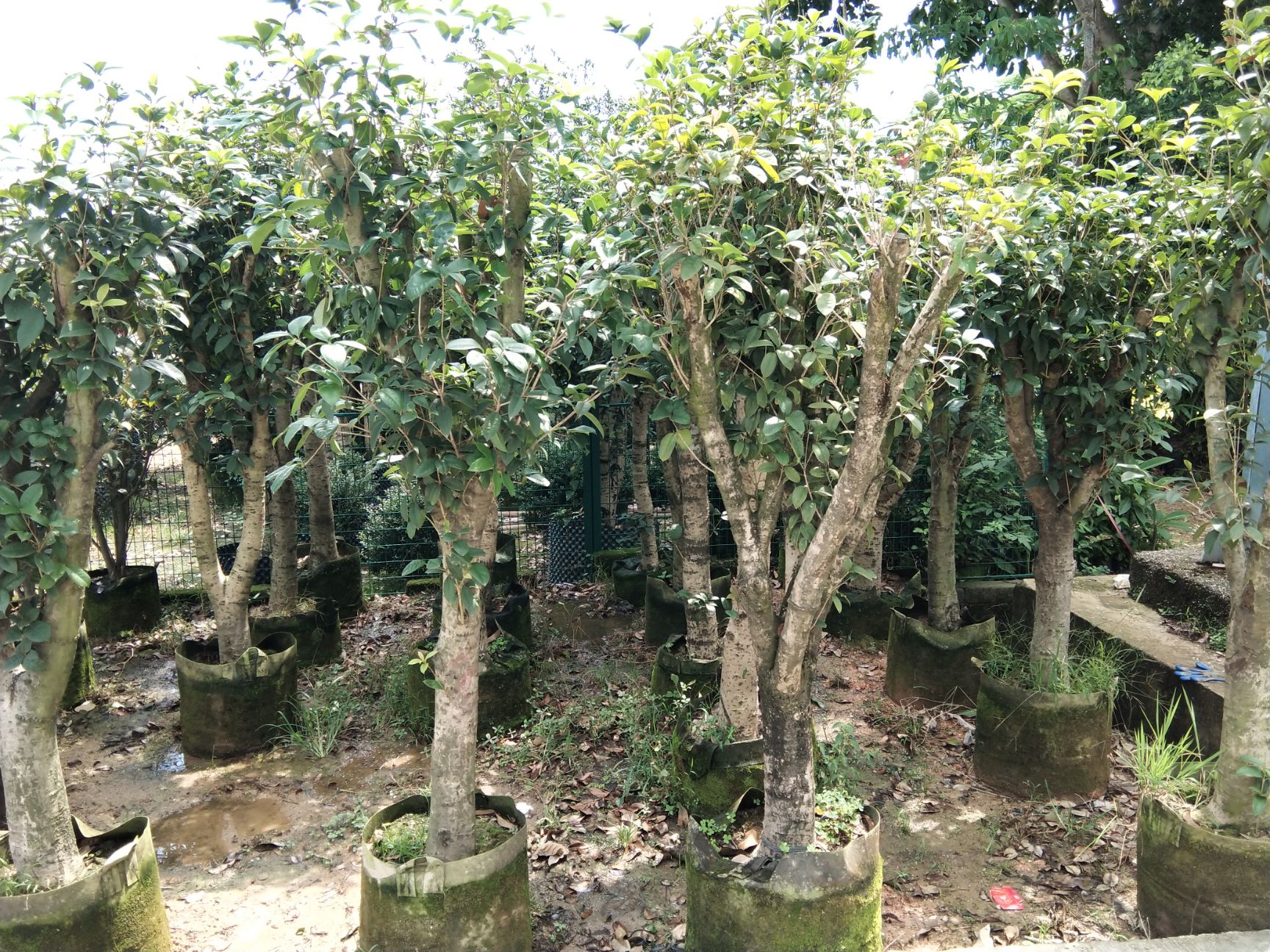 普通桂花树 出售5-18公分光棍、骨架桂花