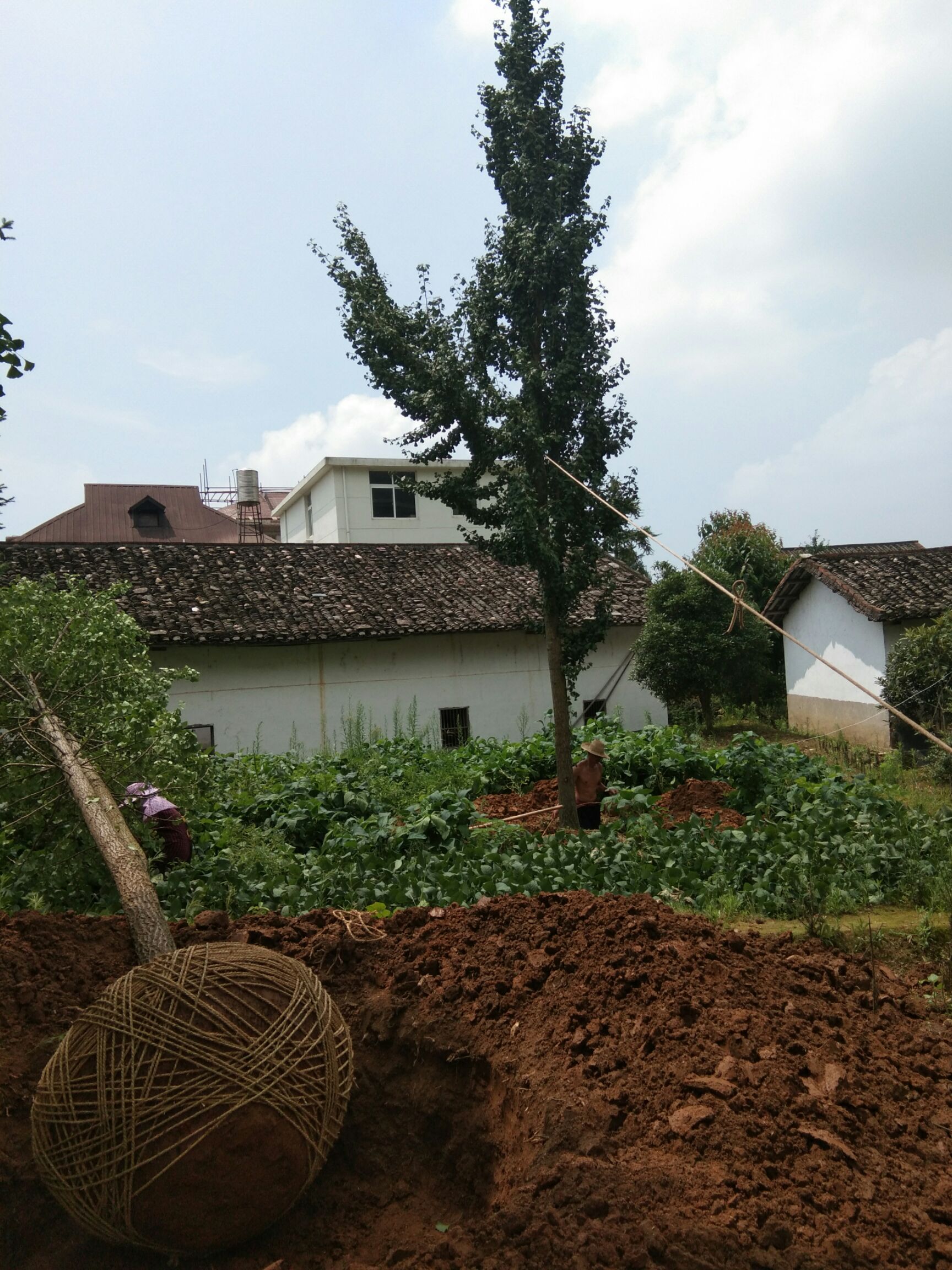银杏实生树 银杏出销