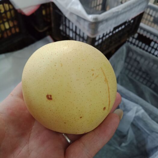 晋州市 二级皇冠梨